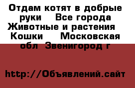 Отдам котят в добрые руки. - Все города Животные и растения » Кошки   . Московская обл.,Звенигород г.